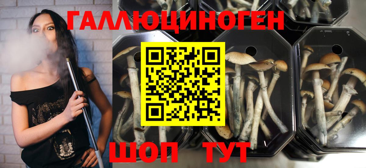 Псилоцибиновые грибы GOLDEN TEACHER Заводоуковск
